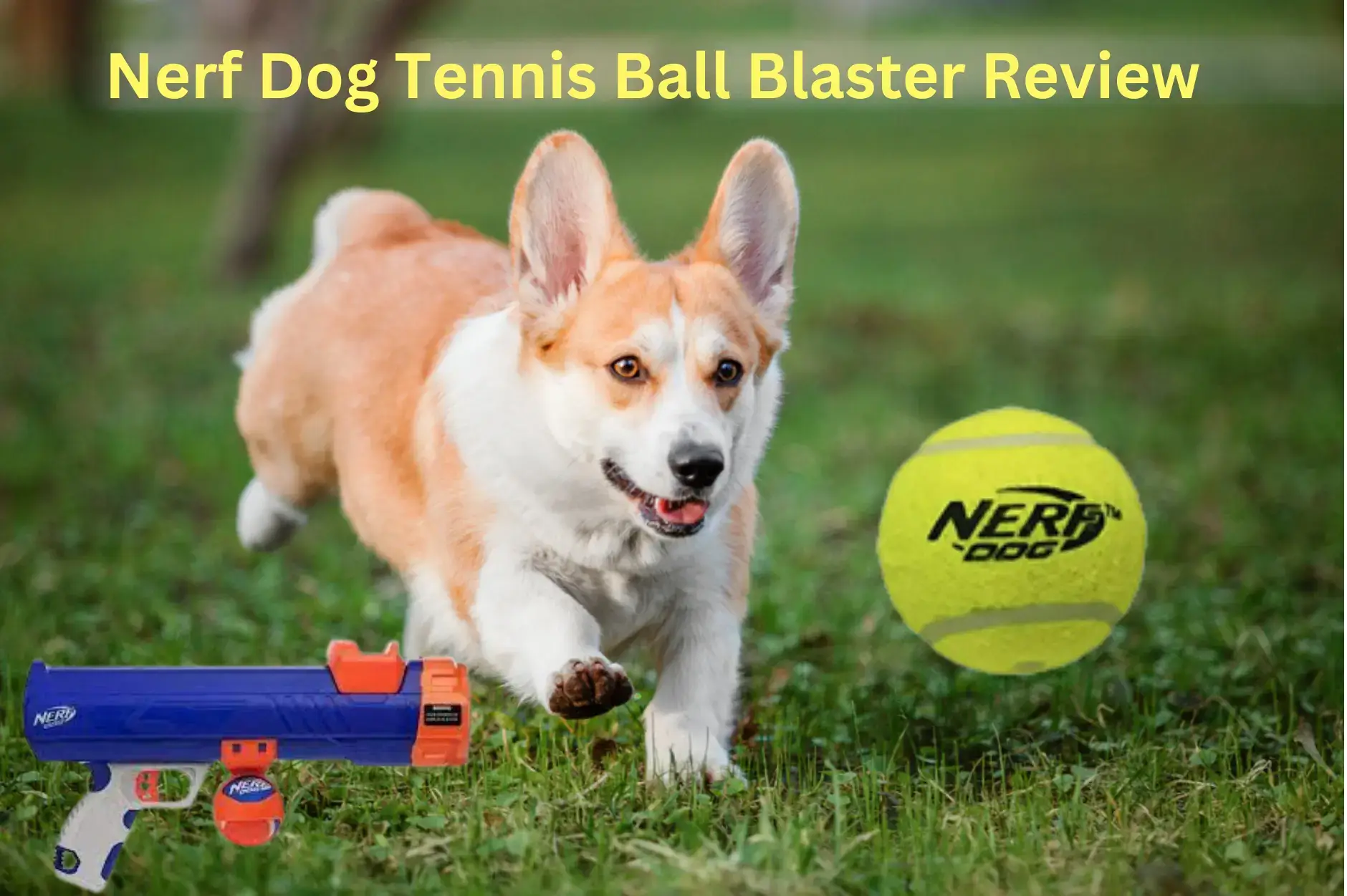 Nerf Dog Tennis Ball Blaster Review